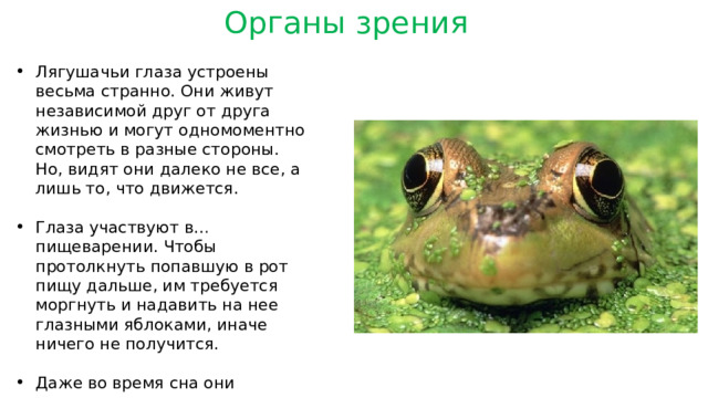 Органы зрения Лягушачьи глаза устроены весьма странно. Они живут независимой друг от друга жизнью и могут одномоментно смотреть в разные стороны. Но, видят они далеко не все, а лишь то, что движется. Глаза участвуют в… пищеварении. Чтобы протолкнуть попавшую в рот пищу дальше, им требуется моргнуть и надавить на нее глазными яблоками, иначе ничего не получится. Даже во время сна они закрывают глаза лишь на очень непродолжительное время. 
