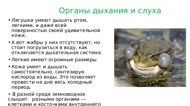  Органы дыхания и слуха Лягушки умеют дышать ртом, легкими, и даже всей поверхностью своей удивительной кожи. А вот жабры у них отсутствуют, но стоит погрузиться в воду, как отключается дыхательная система. Легкие имеют огромные размеры Кожа умеет и дышать самостоятельно, синтезируя кислород из воды. Это позволяет провести на дне весь холодный период. • В разной среде земноводное слышит разными органами — клетками и косточками внутреннего уха, а также костями и мышцами конечностей через вибрации почвы. 