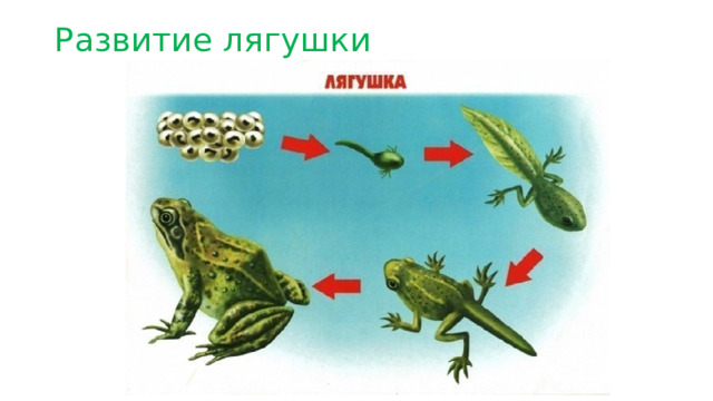 Развитие лягушки   