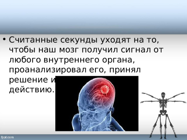 Считанные секунды уходят на то, чтобы наш мозг получил сигнал от любого внутреннего органа, проанализировал его, принял решение и отдал команду к действию. 