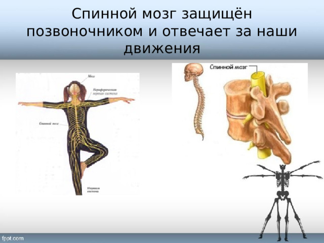 Спинной мозг защищён позвоночником и отвечает за наши движения 