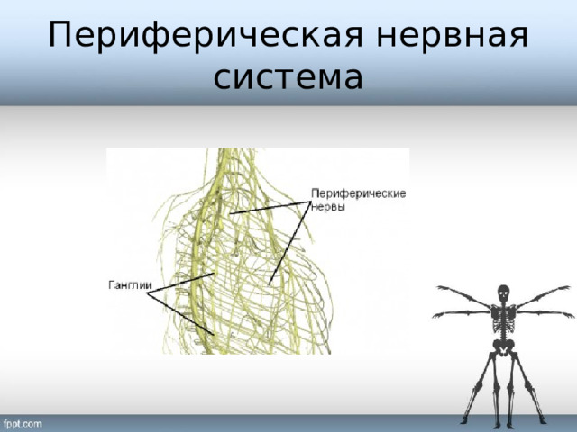 Периферическая нервная система 