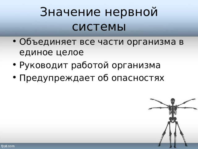 Значение нервной системы Объединяет все части организма в единое целое Руководит работой организма Предупреждает об опасностях 