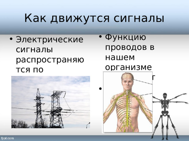 Как движутся сигналы Функцию проводов в нашем организме выполняют  нервы Электрические сигналы распространяются по проводам 