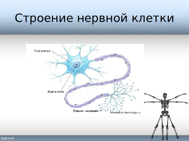 Строение нервной клетки 