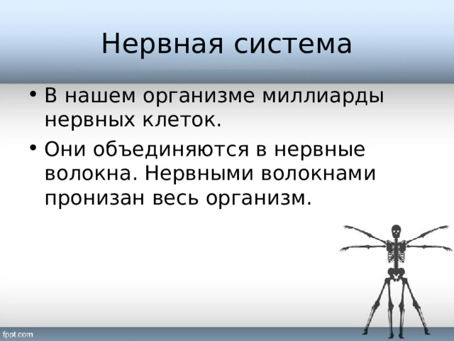 Нервная система В нашем организме миллиарды нервных клеток. Они объединяются в нервные волокна. Нервными волокнами пронизан весь организм. 