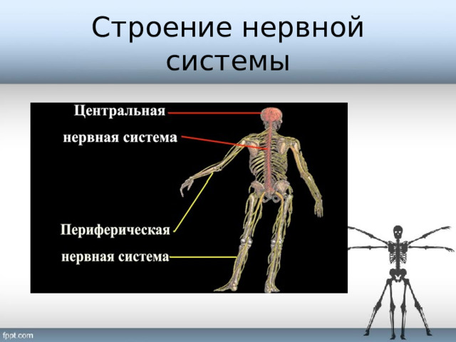 Строение нервной системы 