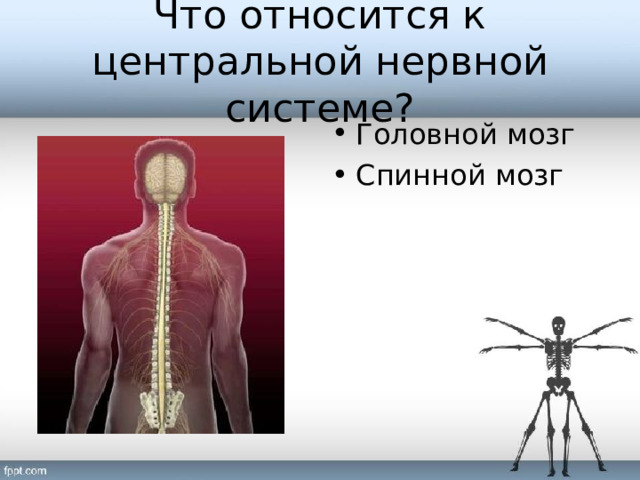 Что относится к центральной нервной системе? Головной мозг Спинной мозг 