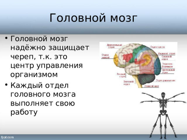 Головной мозг Головной мозг надёжно защищает череп, т.к. это центр управления организмом Каждый отдел головного мозга выполняет свою работу 