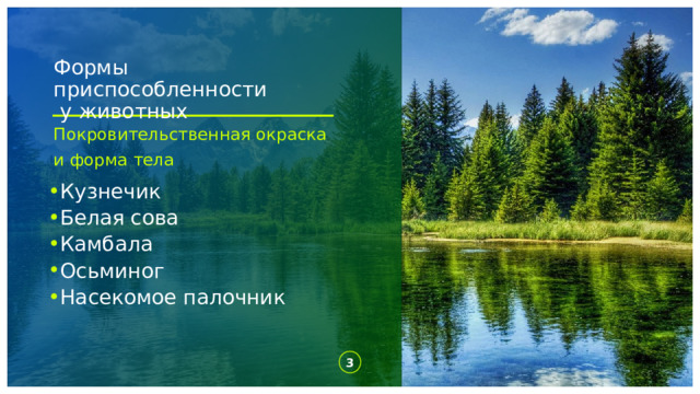 Формы приспособленности  у животных Покровительственная окраска и форма тела Кузнечик Белая сова Камбала Осьминог Насекомое палочник 1 1 