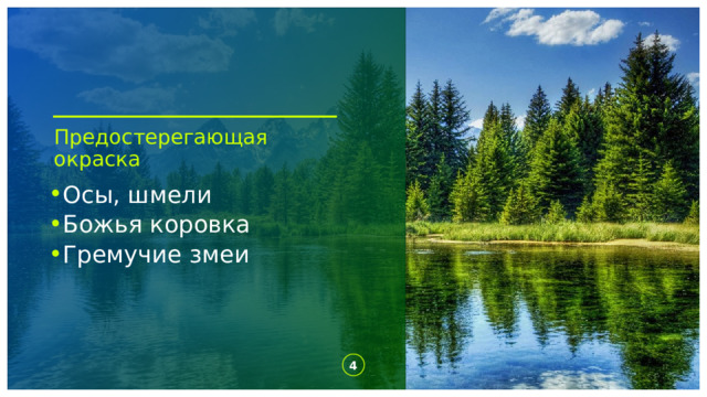 Предостерегающая окраска Осы, шмели Божья коровка Гремучие змеи 1 