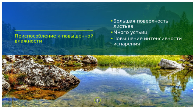 Большая поверхность листьев Много устьиц Повышение интенсивности испарения Приспособление к повышенной влажности 1 