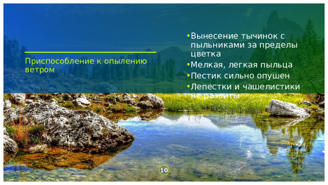Вынесение тычинок с пыльниками за пределы цветка Мелкая, легкая пыльца Пестик сильно опушен Лепестки и чашелистики не развиты Приспособление к опылению ветром 1 