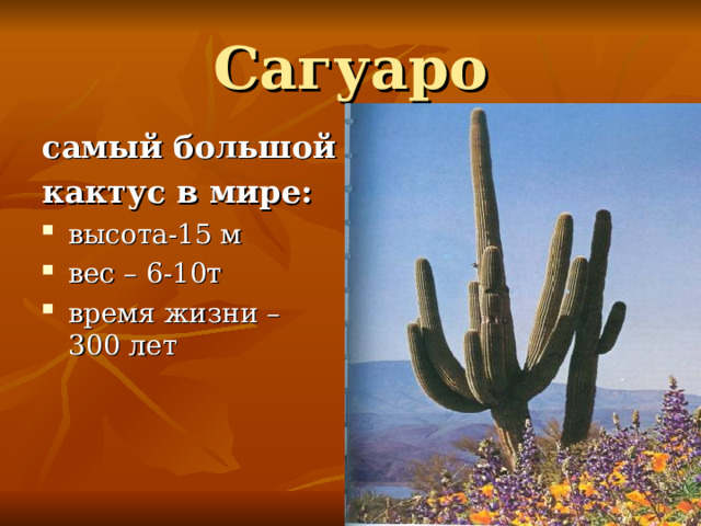 Сагуаро самый большой кактус в мире : высота-15 м вес – 6-10т время жизни – 300 лет 
