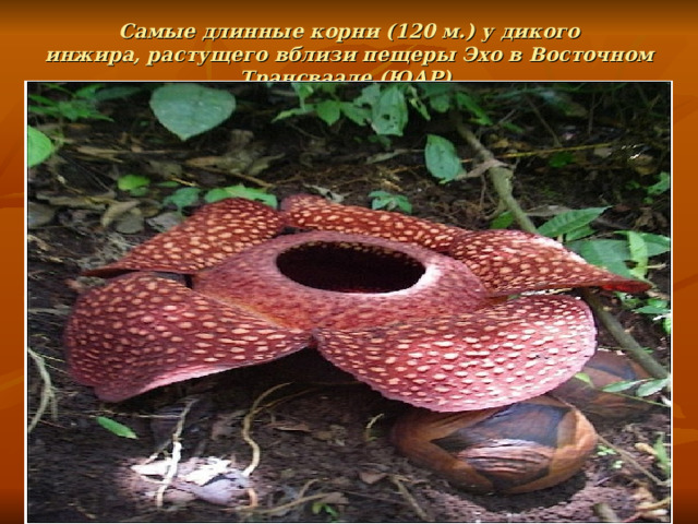 Самые длинные корни (120 м.) у дикого инжира, растущего вблизи пещеры Эхо в Восточном Трансваале (ЮАР).   