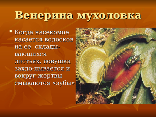Венерина мухоловка Когда насекомое касается волосков на ее склады-вающихся листьях, ловушка захло-пывается и вокруг жертвы смыкаются «зубы» 