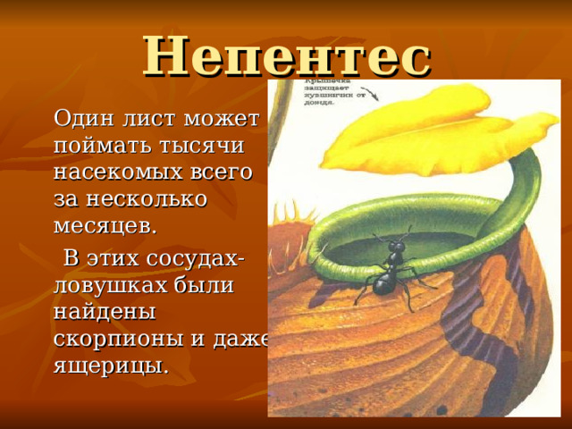 Непентес  Один лист может поймать тысячи насекомых всего за несколько месяцев.  В этих сосудах- ловушках были найдены скорпионы и даже ящерицы. 