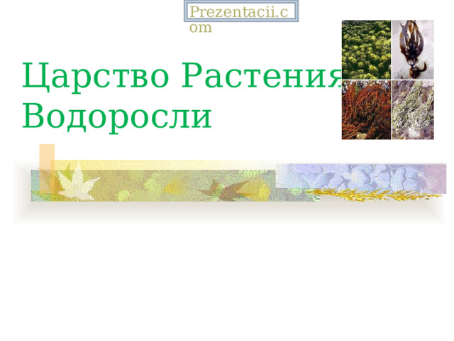 Prezentacii.com Царство Растения. Водоросли 