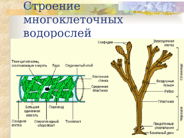 Строение многоклеточных водорослей 