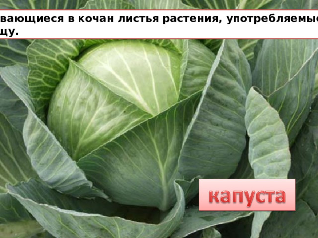 Завивающиеся в кочан листья растения, употребляемые в пищу. 