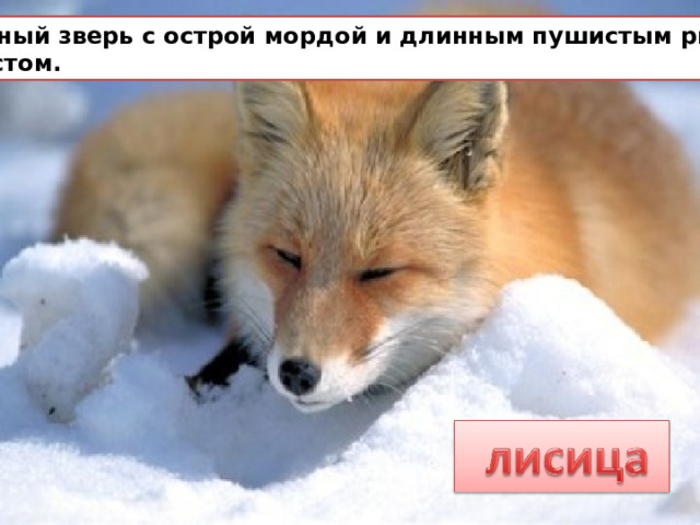 Хищный зверь с острой мордой и длинным пушистым рыжим  хвостом. 
