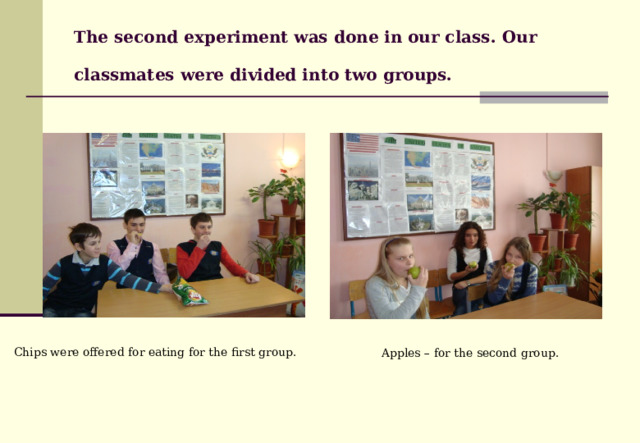 The second experiment was done in our class. Our classmates  were divided into two groups.  Chips were offered for eating for the first group.  Apples – for the second group.  
