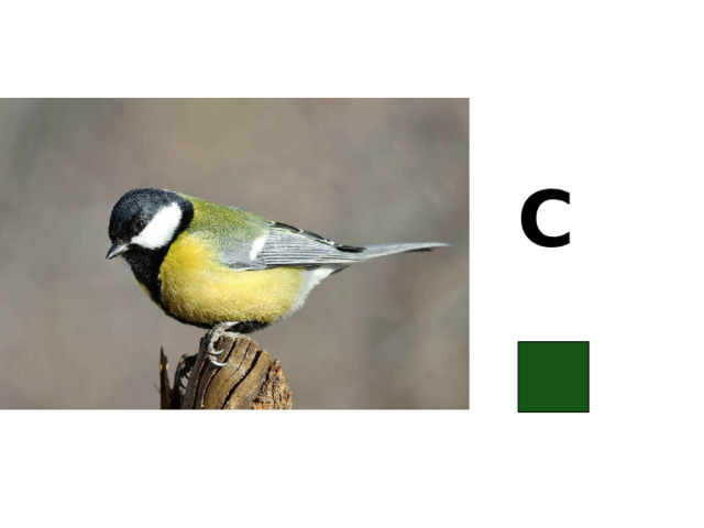 С 