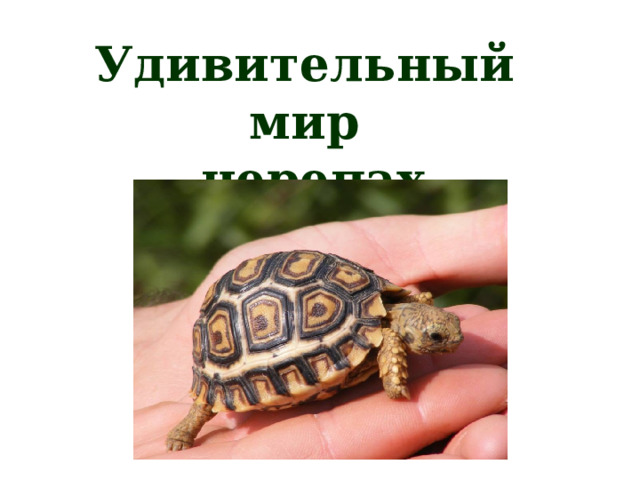 Удивительный мир  черепах   