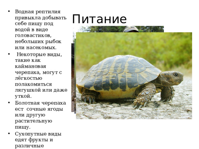 Питание Водная рептилия привыкла добывать себе пищу под водой в виде головастиков, небольших рыбок или насекомых.  Некоторые виды, такие как каймановая черепаха, могут с лёгкостью полакомиться лягушкой или даже уткой. Болотная черепаха ест сочные ягоды или другую растительную пищу. Сухопутные виды едят фрукты и различные питательные растения. 