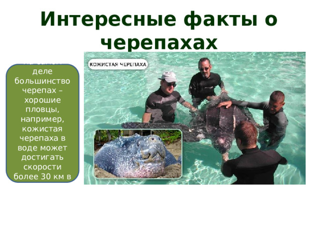 Интересные факты о черепахах На самом деле большинство черепах – хорошие пловцы, например, кожистая черепаха в воде может достигать скорости более 30 км в час 