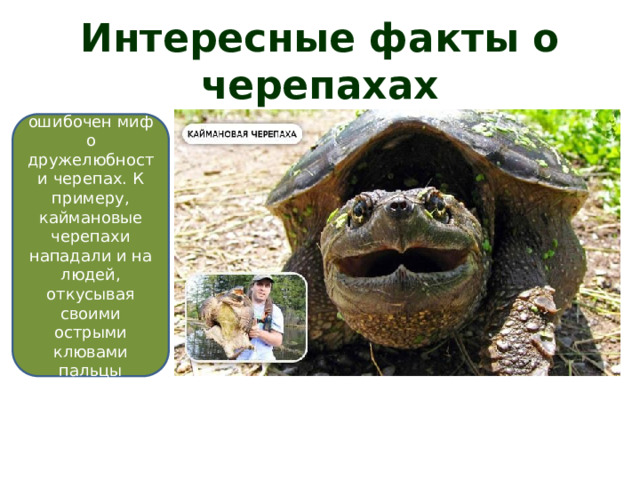 Интересные факты о черепахах Также ошибочен миф о дружелюбности черепах. К примеру, каймановые черепахи нападали и на людей, откусывая своими острыми клювами пальцы ныряльщиков.  
