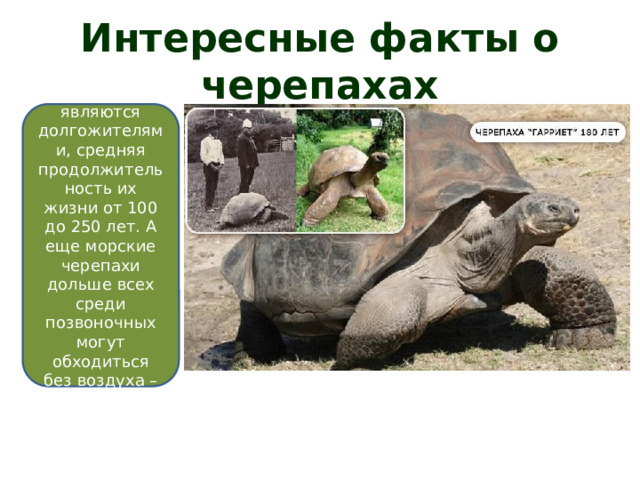 Интересные факты о черепахах Все эти рептилии являются долгожителями, средняя продолжительность их жизни от 100 до 250 лет. А еще морские черепахи дольше всех среди позвоночных могут обходиться без воздуха – более десяти часов. 