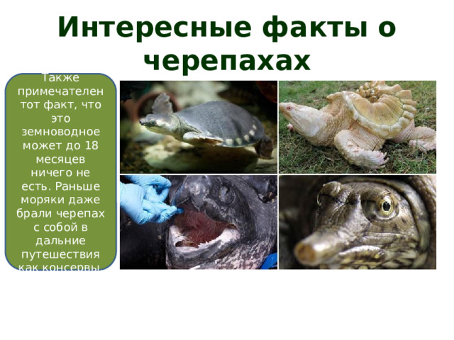 Интересные факты о черепахах Также примечателен тот факт, что это земноводное может до 18 месяцев ничего не есть. Раньше моряки даже брали черепах с собой в дальние путешествия как консервы. 