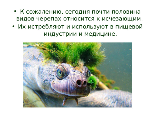 К сожалению, сегодня почти половина видов черепах относится к исчезающим. Их истребляют и используют в пищевой индустрии и медицине. 