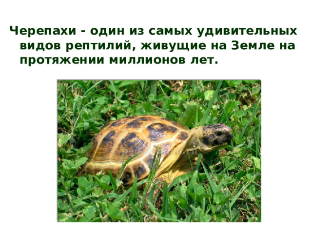 Черепахи - один из самых удивительных видов рептилий, живущие на Земле на протяжении миллионов лет. 
