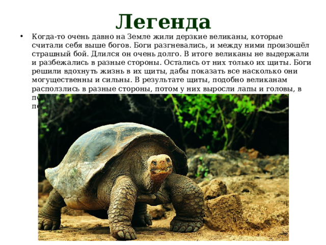 Легенда Когда-то очень давно на Земле жили дерзкие великаны, которые считали себя выше богов. Боги разгневались, и между ними произошёл страшный бой. Длился он очень долго. В итоге великаны не выдержали и разбежались в разные стороны. Остались от них только их щиты. Боги решили вдохнуть жизнь в их щиты, дабы показать все насколько они могущественны и сильны. В результате щиты, подобно великанам расползлись в разные стороны, потом у них выросли лапы и головы, в последствие чего превратились они в прекрасных черепах. Так появились на земле первые черепахи. 