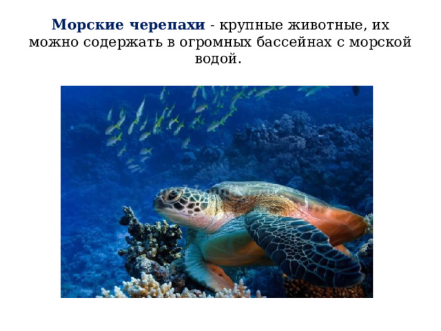 Морские черепахи  - крупные животные, их можно содержать в огромных бассейнах с морской водой.  