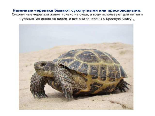 Наземные черепахи бывают сухопутными или пресноводными.    Сухопутные черепахи живут только на суше, а воду используют для питья и купания. Их около 40 видов, и все они занесены в Красную Книгу. .  