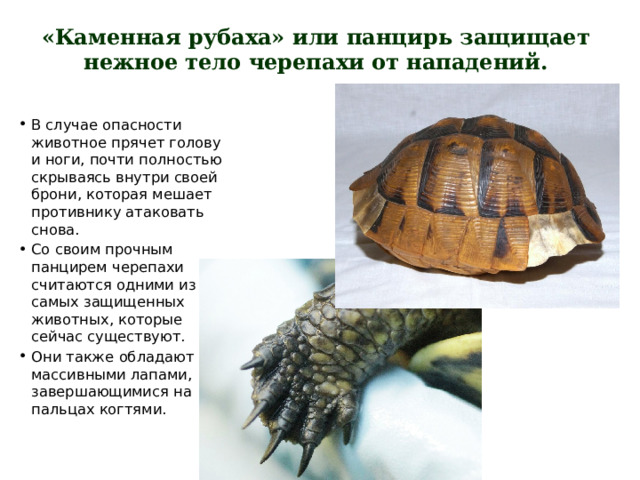 «Каменная рубаха» или панцирь защищает нежное тело черепахи от нападений. В случае опасности животное прячет голову и ноги, почти полностью скрываясь внутри своей брони, которая мешает противнику атаковать снова. Со своим прочным панцирем черепахи считаются одними из самых защищенных животных, которые сейчас существуют. Они также обладают массивными лапами, завершающимися на пальцах когтями. 