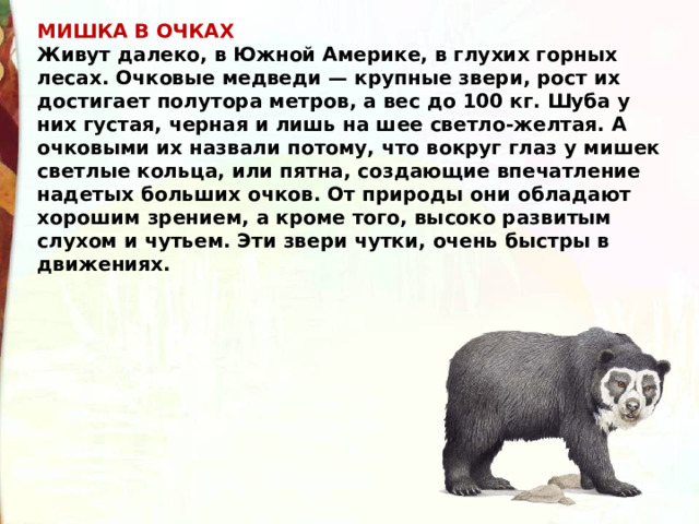 МИШКА В ОЧКАХ Живут далеко, в Южной Америке, в глухих горных лесах. Очковые медведи — крупные звери, рост их достигает полутора метров, а вес до 100 кг. Шуба у них густая, черная и лишь на шее светло-желтая. А очковыми их назвали потому, что вокруг глаз у мишек светлые кольца, или пятна, создаю­щие впечатление надетых больших очков. От природы они обладают хорошим зрением, а кроме того, высоко развитым слухом и чутьем. Эти звери чутки, очень быстры в движениях. 