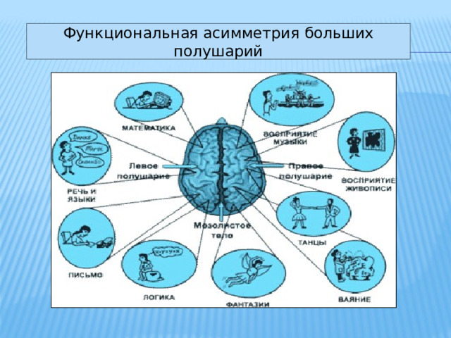 Функциональная асимметрия больших полушарий 