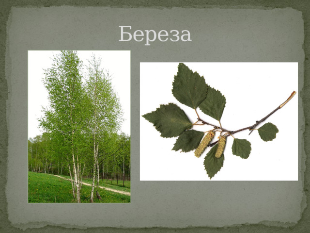 Береза 