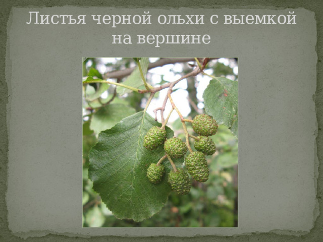 Листья черной ольхи с выемкой на вершине 