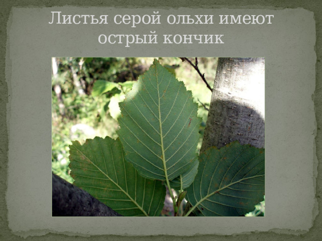 Листья серой ольхи имеют острый кончик 