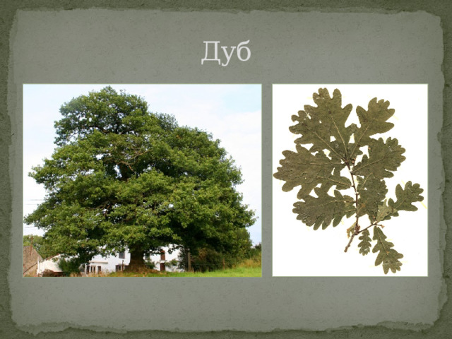 Дуб 