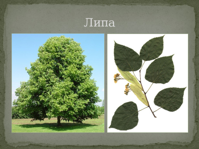 Липа 