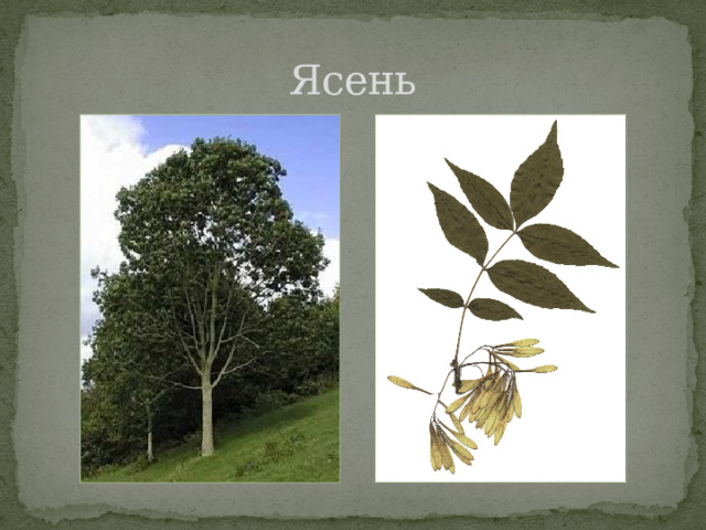 Ясень 