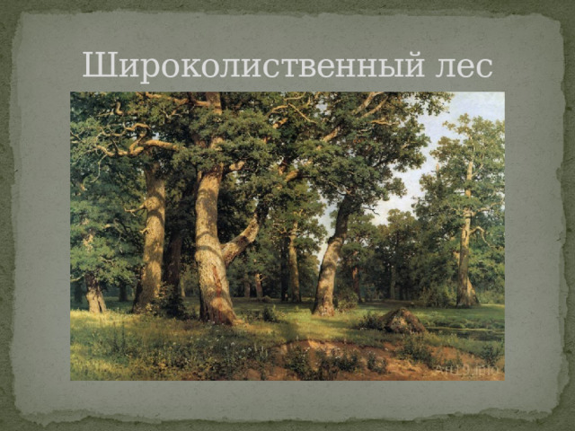 Широколиственный лес 