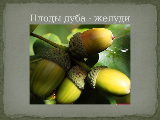 Плоды дуба - желуди 
