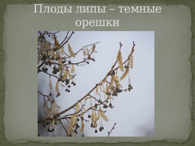 Плоды липы – темные орешки 